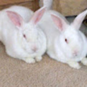 Meet your Posher, Loretta